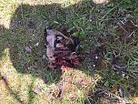 Drei Schafe get&ouml;tet (Foto: privat)