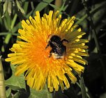 Windl&uuml;cke (Foto: P.Blei)