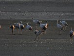 Kraniche am Stausee (Foto: P.Blei)