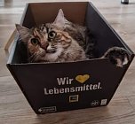 Hilfe f&uuml;r &uuml;ber 40 Tiere - Tierschutz Nordhausen bedankt sich bei Unterst&uuml;tzern (Foto: Tierschutz Nordhausen)