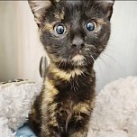 Hilfe f&uuml;r &uuml;ber 40 Tiere - Tierschutz Nordhausen bedankt sich bei Unterst&uuml;tzern (Foto: Tierschutz Nordhausen)