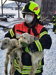 Rettung in der Not: in Lipprechterode konnten die freiwilligen Feuerwehren heute rund 350 Schafe bergen (Foto: Freiwillige Feuerwehr Lipprechterode)