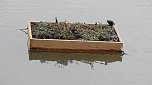 Schwimmende G&auml;rten  (Foto: Ulrich Reinboth )