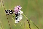 Sonntagsspaziergang Gipskarst-Naturschutzgebiet Sattelk&ouml;pfe" - H&ouml;rninger Klippen" (Foto: Eva Maria Wiegand)