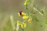 Sonntagsspaziergang Gipskarst-Naturschutzgebiet Sattelk&ouml;pfe" - H&ouml;rninger Klippen" (Foto: Eva Maria Wiegand)