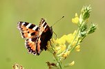 Sonntagsspaziergang Gipskarst-Naturschutzgebiet Sattelk&ouml;pfe" - H&ouml;rninger Klippen" (Foto: Eva Maria Wiegand)