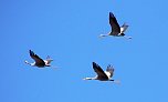 Sie fliegen wieder ein (Foto: Ulrich Reinboth) Sie fliegen wieder ein (Foto: Ulrich Reinboth)