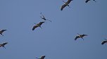Sie fliegen wieder ein (Foto: Ulrich Reinboth) Sie fliegen wieder ein (Foto: Ulrich Reinboth)