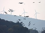 Tausende Kraniche im Anflug (Foto: Peter Blei)