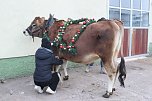 Wenn der Weihnachtsochse durch die Dörfer zieht (Foto: S. Dietzel) Wenn der Weihnachtsochse durch die Dörfer zieht (Foto: S. Dietzel)