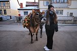 Wenn der Weihnachtsochse durch die Dörfer zieht (Foto: S. Dietzel) Wenn der Weihnachtsochse durch die Dörfer zieht (Foto: S. Dietzel)