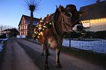 Wenn der Weihnachtsochse durch die Dörfer zieht (Foto: S. Dietzel) Wenn der Weihnachtsochse durch die Dörfer zieht (Foto: S. Dietzel)