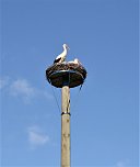 Störche zu Gast (Foto: U. Reinboth ) Störche zu Gast (Foto: U. Reinboth )