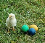 Kleines Hühnerküken (Foto: M. Linnekuhl) Kleines Hühnerküken (Foto: M. Linnekuhl)