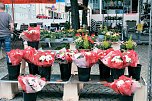 Geranienmarkt am Rathaus (Foto: Peter Blei) Geranienmarkt am Rathaus (Foto: Peter Blei)