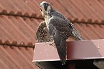 Junger Wanderfalke in Bad Langensalza (Foto: Eva Maria Wiegand)