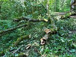 Der 400 Jahre alte "Gro&szlig;mutter"-Baum am Kohnstein gefallen (Foto: Steffen Iffland)