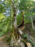 Der 400 Jahre alte "Gro&szlig;mutter"-Baum am Kohnstein gefallen (Foto: Steffen Iffland)