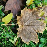 Herbst am Kiesschacht (Foto: Peter Blei)