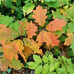 Herbst am Kiesschacht (Foto: Peter Blei)