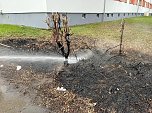 Heckenbrand in Heringen (Foto: S. Dietzel)