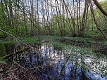 Sturmschäden,viel Wasser und sehr gute Fernsicht am ehemaligen Wald bei Urbach (Foto: Peter Blei) Sturmschäden,viel Wasser und sehr gute Fernsicht am ehemaligen Wald bei Urbach (Foto: Peter Blei)