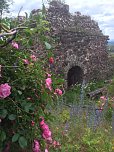 Rosenbl&uuml;te auf der Ebersburg (Foto: Verein f&uuml;r lebendiges Mittelalter)