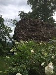 Rosenbl&uuml;te auf der Ebersburg (Foto: Verein f&uuml;r lebendiges Mittelalter)