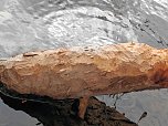 Biberspuren am Gondelteich? (Foto: Peter Blei)