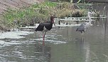 Schwarzstorch und Reiher in der Goldenen Aue (Foto: Ulrich Reinboth)