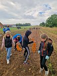 Kartoffelernte der Grundsch&uuml;ler in Werther (Foto: GS Werther)
