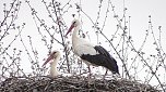 Es sind wieder viele Störche in der Goldenen Aue zu Gast (Foto: Ulrich Reinboth) Es sind wieder viele Störche in der Goldenen Aue zu Gast (Foto: Ulrich Reinboth)