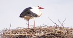 Es sind wieder viele Störche in der Goldenen Aue zu Gast (Foto: Ulrich Reinboth) Es sind wieder viele Störche in der Goldenen Aue zu Gast (Foto: Ulrich Reinboth)
