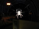 Spinne am Abend (Foto: P. Blei)