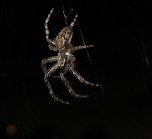 Spinne am Abend (Foto: P. Blei)