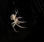 Spinne am Abend (Foto: P. Blei)