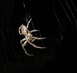 Spinne am Abend (Foto: P. Blei)