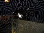Spinne am Abend (Foto: P. Blei)