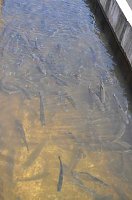Bild: Fischfest in Auleben