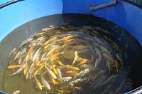 Bild: Fischfest in Auleben