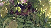 Bild: Das nnz-Nest