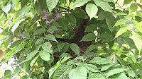 Bild: Bewegung im Nest