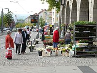 Bild: Blumen und mehr