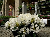 Bild: Blumen und mehr