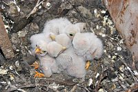 Bild: Neues aus dem Nest