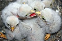 Bild: Neues aus dem Nest