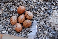Bild: Neues aus dem Nest