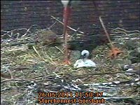 Bild: Neues aus dem Storchennest