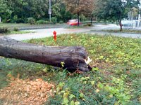 Umgestürzter Baum Bild: Umgestürzter Baum