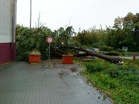 Umgestürzter Baum Bild: Umgestürzter Baum